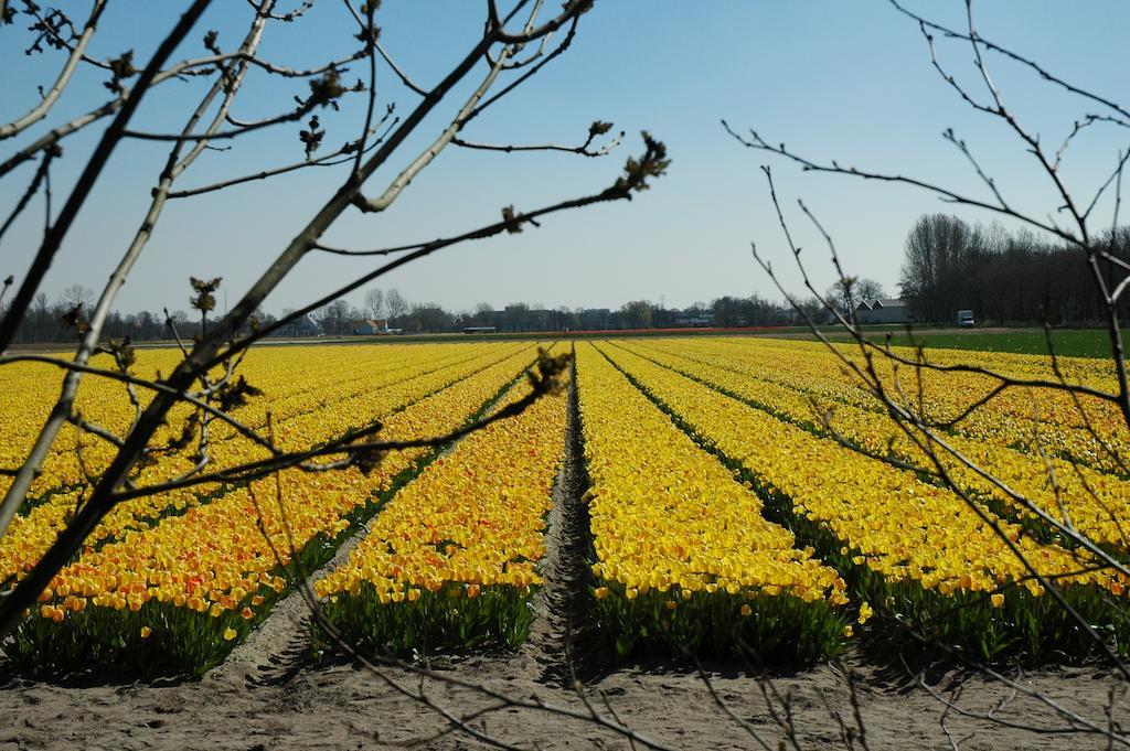 Bed And No Breakfast Joy Bed & Breakfast Noordwijk Bagian luar foto
